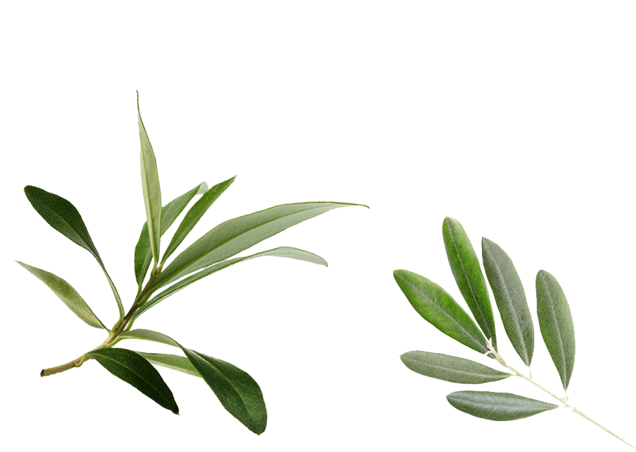 Başlık